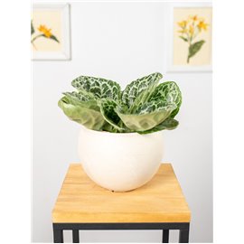 Skrętnik 'Pretty Turtle'