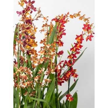 Storczyk Motylnik MIX