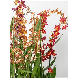 Storczyk Motylnik MIX