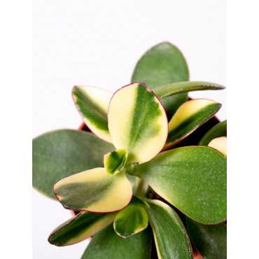 Grubosz Variegata