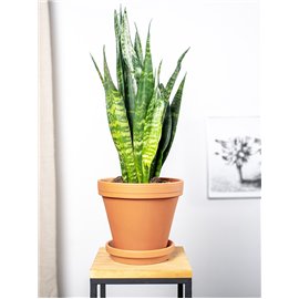 Sansewieria 'Black Coral'