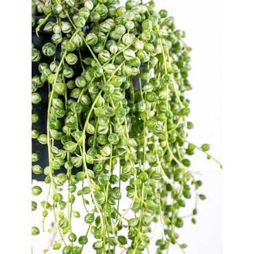 Senecio Rowleya Variegata | Wiszące