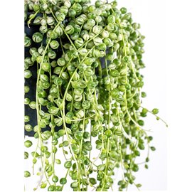 Senecio Rowleya Variegata | Wiszące