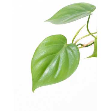 Filodendron pnący | Mały