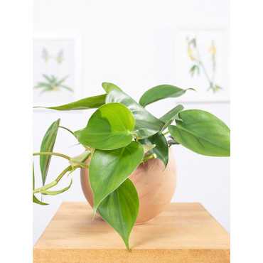 Filodendron pnący | Mały Filodendron pnący | Mały