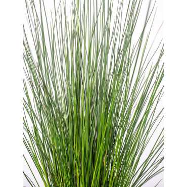 Juncus Pencil Grass