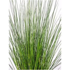 Juncus Pencil Grass