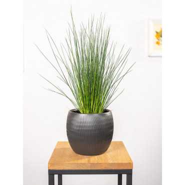 Juncus Pencil Grass