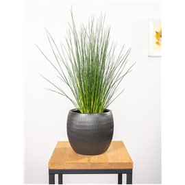 Juncus Pencil Grass