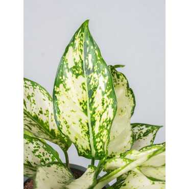 Aglaonema 'White Kiwi'