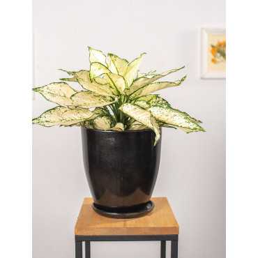 Aglaonema 'White Kiwi'