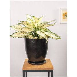 Aglaonema 'White Kiwi'