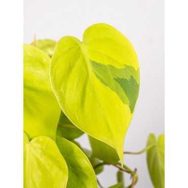 Filodendron 'Lemon Lime' | Wiszący