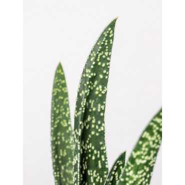 Gasteria 'Big Ben'