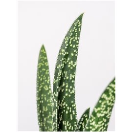 Gasteria 'Big Ben'