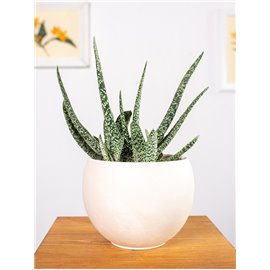 Gasteria 'Big Ben'