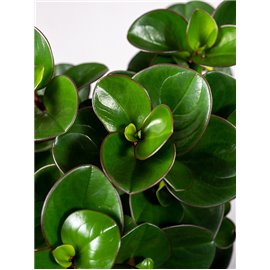 Peperomia 'Burning Bush'