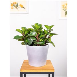 Peperomia 'Burning Bush'