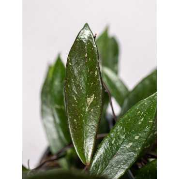 Hoja 'Shirley' | Wisząca