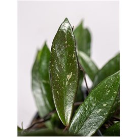 Hoja 'Shirley' | Wisząca