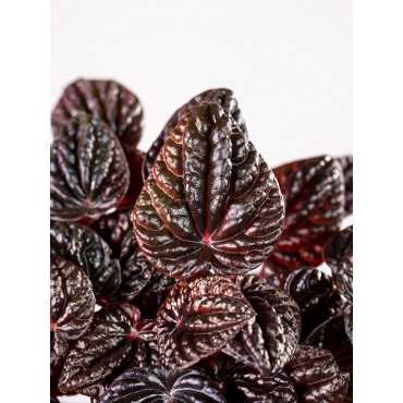 Peperomia 'Red Luna'