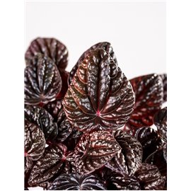 Peperomia 'Red Luna'