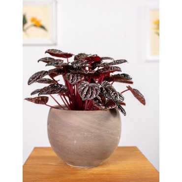 Peperomia 'Red Luna'