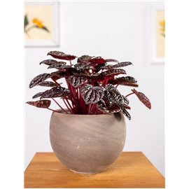 Peperomia 'Red Luna'