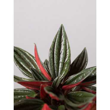 Peperomia 'Rosso' w doniczce