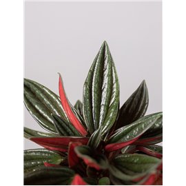 Peperomia 'Rosso' w doniczce