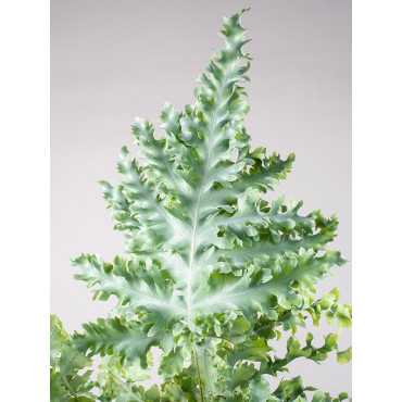 Paproć Flebodium 'Davana' | Wisząca