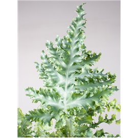 Paproć Flebodium 'Davana' | Wisząca