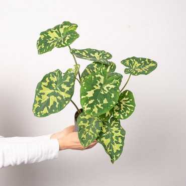 Alokazja 'Hilo Beauty'