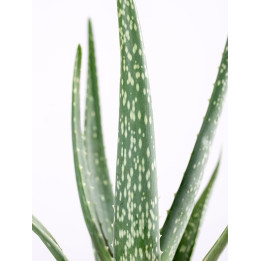 Aloes leczniczy