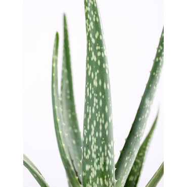 Aloes leczniczy