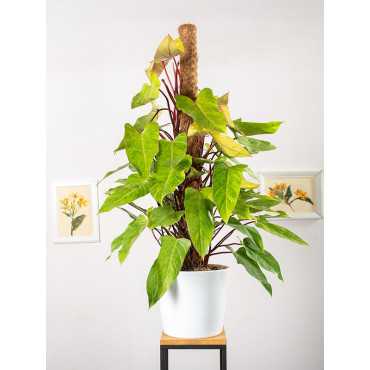 Filodendron 'Painted Lady' na pniu