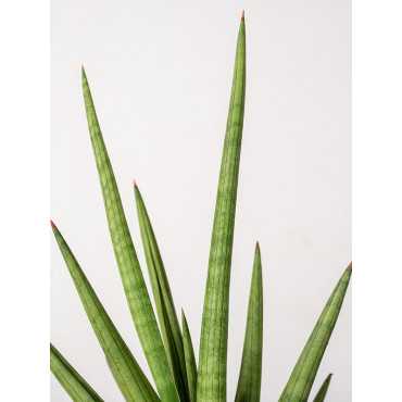 Sansewieria 'Tough Guy'