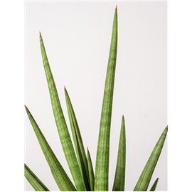 Sansewieria 'Tough Guy'