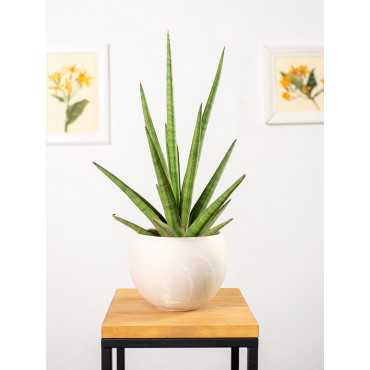 Sansewieria 'Tough Guy'