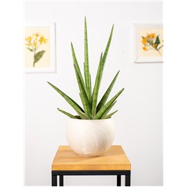 Sansewieria 'Tough Guy'