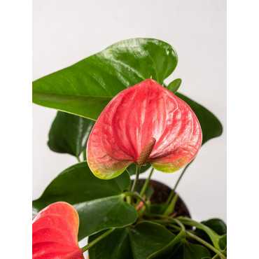 Anturium 'Cherry Love'