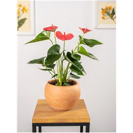 Anturium 'Cherry Love'