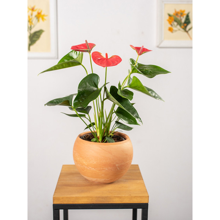 Anturium 'Cherry Love'