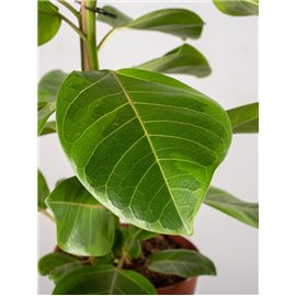 Fikus altissima 'Variegata'