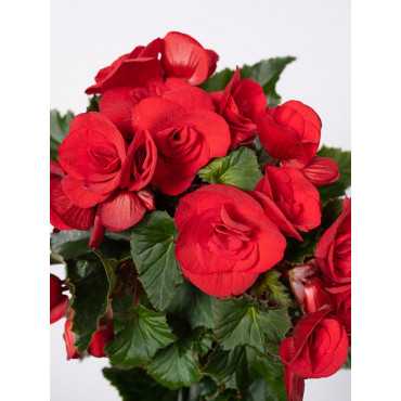 Begonia zimowa | Mała