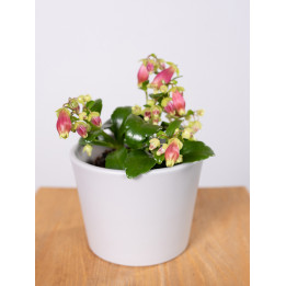 Kalanchoe 'Dream Bells'