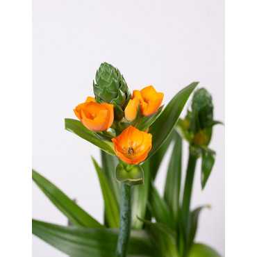 Ornitogalum Śniedek