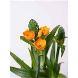 Ornitogalum Śniedek