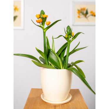 Ornitogalum Śniedek