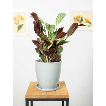 Ctenanthe 'Amagris'